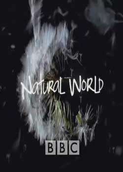 BBCȻ֮ǵ