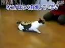 超级搞笑视频史上最雷人的神经猫.f