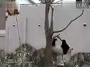 (报复)熊猫从树上摔下用树枝出气