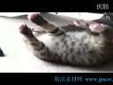 萌猫猫打不过同伴 耍赖装死!!!.wmv