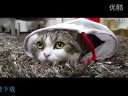 爆笑宠物 萌得让你颤抖的猫咪!!!.wmv