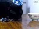这还是猫嘛 30秒后就成精了