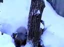小猫熊在雪中嬉戏(墙外转载)