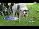 (拍客)大胆猫活吃老鼠吓退家犬.flv
