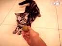 “高兴”猫学狗狗叼球 还是小时候可爱