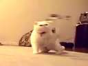 猫咪大战魔鬼直升机!