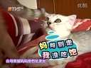 爱宠笑园星级版 搞笑动物 猫咪 英短猫 这一家子猫咪 太好玩了!