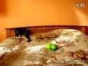 (全球热门视频)猫哥你到底肿么了.flv
