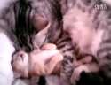 Mother Cat Hugs Baby Kitten߹ۿ