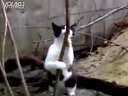 猫咪也能跳钢管舞 柔软身躯诱惑舞姿