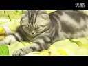 (转载)菲律宾环球娱乐城之可爱的小猫六秒钟让你哈哈大笑