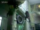 济南动物园有爱的猩猩
