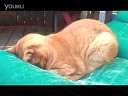When Cats Pray߹ۿ