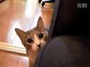 海外では「ストーキンキャット」、日本では「だるまさんが転んだ」