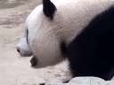 我很行吧,找到苹果咯.