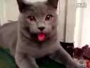 会吐舌头的猫 狗已经不能阻止它了
