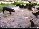 爆笑 猪偷吃鸡饲料 兔子成纠察队