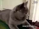 尼大爷的,天气热的,猫咪都变成小狗狗了
