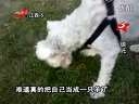 江西电视台:0708拍客趣闻:狗狗也搞怪