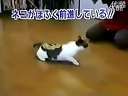 超级搞笑视频史上最雷人的神经猫