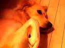 完了,地狱犬附身波比了