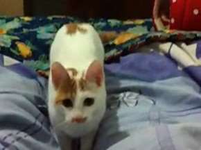 猫咪狗狗傻傻分不清楚