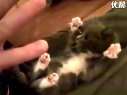 惊吓的小猫 超级可爱