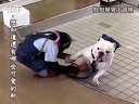 狗狗猩猩大冒险第一季_11.牧场、做丸子送给婆婆