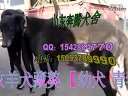 山东规模庞大的格力犬养殖舍