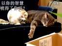 小强你不能死啊!(悲催的猫兔版小强故事)