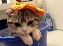 日本)洗澡中的猫咪!!!请勿打扰!!!