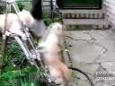 史诗级别的猫咪打斗,一击必杀!当心笑翻.