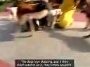 群狗跳大绳,矮油 表酱紫可爱嘛
