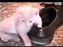(搞笑)绝对让你笑翻的猫咪视频集锦.flv