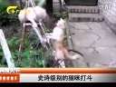 史诗级别的猫咪打斗 110928 新闻夜总汇