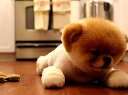 ʷȵĹBoo 첥Ӱ߹ۿ
