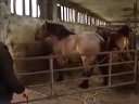 Horse Parkour Fail߹ۿ