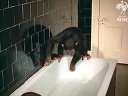 The Cutest Ever Baby Gorilla Takes A Bath߹ۿ