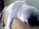 谁能告诉我,这个猫是死了吗? 还是在装死? (爆笑)!!!!!!!!!