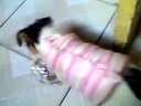 灰常活跃的刚毛猎狐梗