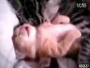 妈!小猫咪在做恶梦了