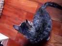 追尾巴的猫咪——狗狗(her name)
