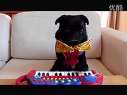 天天要练习弹琴好累哟!アノ演奏 piano dog★黒Pug チョコ