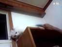 世界都不能阻止这只猫了