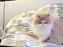 猫咪愤怒的说“这是我的地盘”