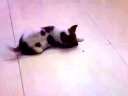 11.7.17与狗仔阿宝玩耍20110717310.MP4