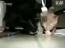 这只猫真带种_!!_笑死偶了
