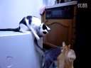 (绝对爆笑)原来,猫咪也会陷害猫咪!(时光出品)