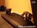 (搞笑)坏主人之两只小猫玩跑步机在线观看