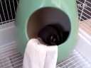 蜜袋鼯张飘飘“晒”被子在线观看